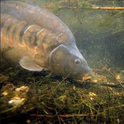 CarpSquare FB