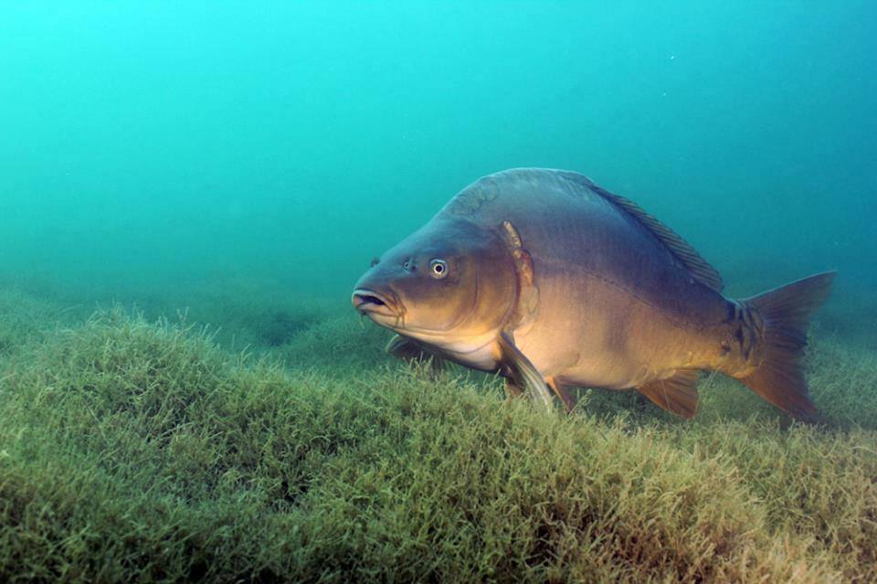 Carpsquare Utrecht
