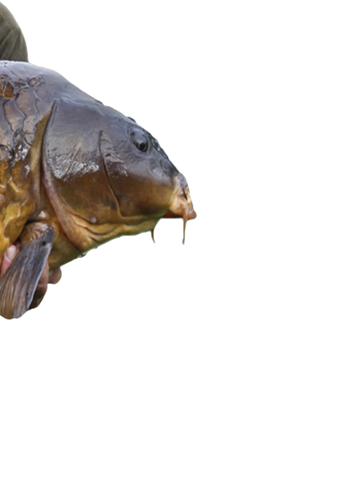 Carpsquare.nl